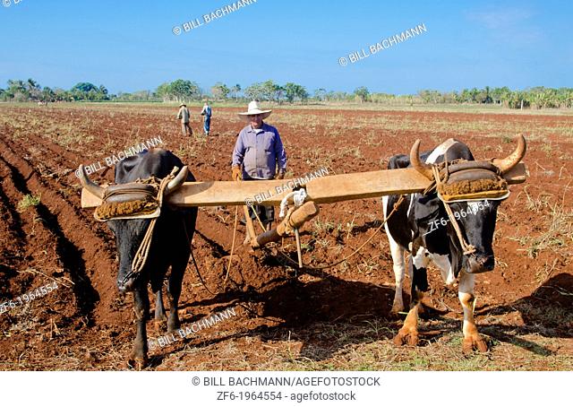 Trinidad Cuba farmer with traditional plow with oxen in rich Cuban soil planting corn