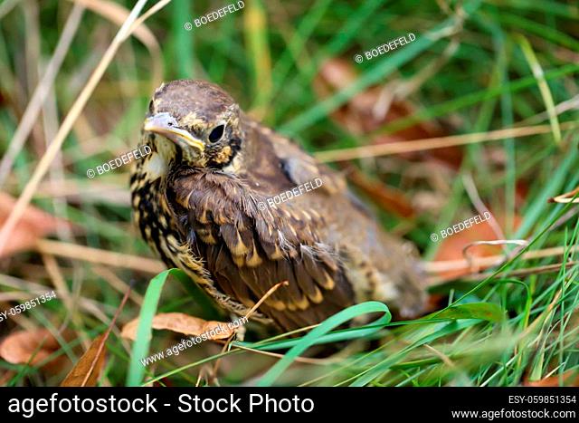 Portrait of a chick of a song thrush, a thrush