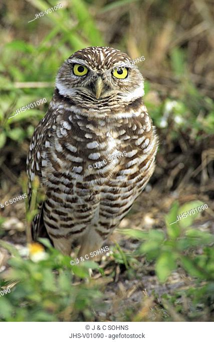 Burrowing Owl, Athene cunicularia, Cape Coral, Florida, USA, adult at breeding cave