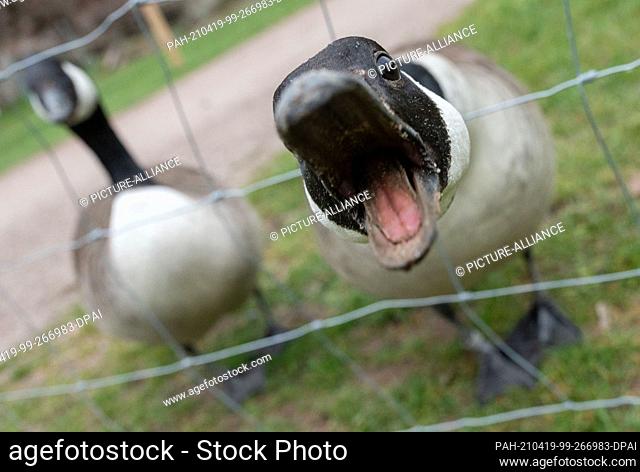19 April 2021, Baden-Wuerttemberg, Stuttgart: Two Canada geese are standing on a meadow in a cordoned-off area in Höhenpark Killesberg