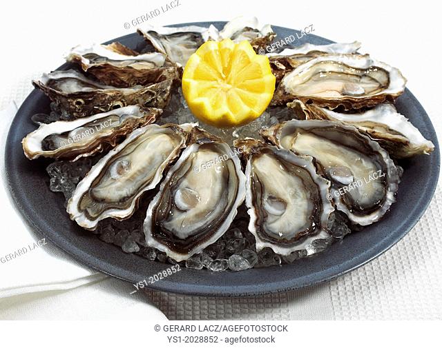 Plate with French Marennes d'Oleron Oysters, ostrea edulis and Lemon