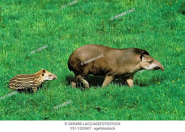 LOWLAND TAPIR tapirus terrestris, FEMALE WITH YOUNG