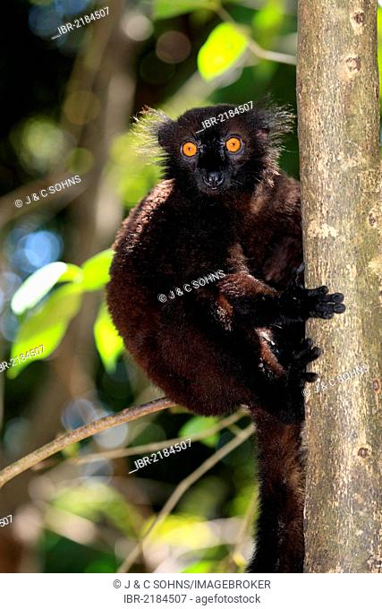Black Lemur (Eulemur macaco), male adult in a tree, Nosy Komba, Madagascar, Africa