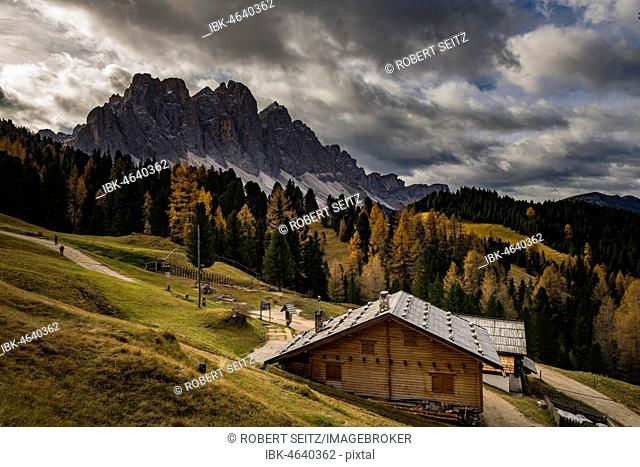 Odle group with Larch forest (Larix) and alpine hut in autumn, Villnößtal, St. Magdalena, South Tyrol, Italy