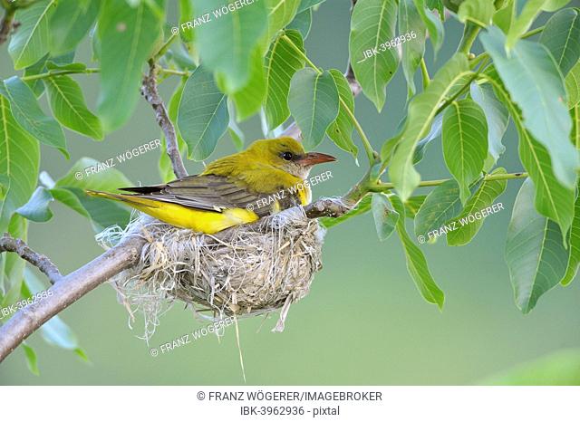 Golden Oriole (Oriolus oriolus), adult female incubating eggs in the nest, in a walnut tree, Bulgaria