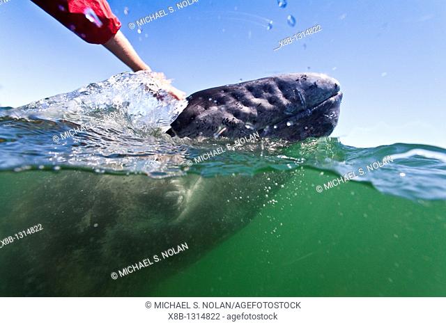 California gray whale Eschrichtius robustus calf with excited whale watchers photographed half above and half below the water in San Ignacio Lagoon on the...