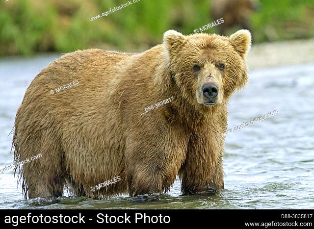 Alaska , Katmai National Park and Preserve , Grizzly bear ( Ursus arctos horribilis ) , order : carnivora , family : ursidae ,