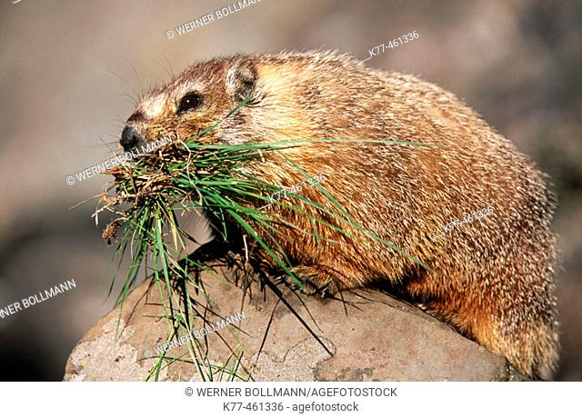Yellow-bellied Marmots (Marmota flaviventris) with grass as store for hibernation. Yellowstone N.P., Wyoming, USA