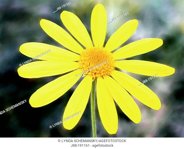 Yellow Bush Daisy (Euryops pectinatus)