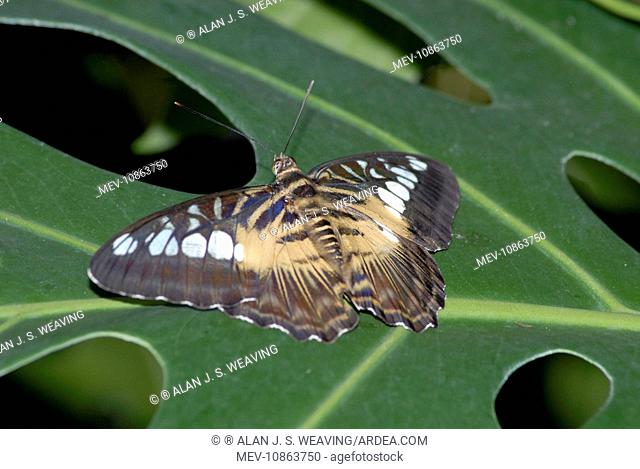 Brown Clipper Butterflies - resting on leaf. (Parthenos sylvia philippensis). Occur in Malaysia and Philippines