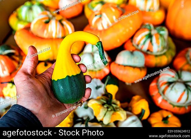Close up of man's hand holding up a small decorative pumpkin from a crate with many others. Twisted shape, half green and half orange color