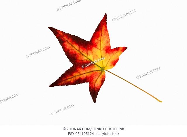 Beautifully colored single autumn leaf of a American Sweetgum Liquidambar styraciflua
