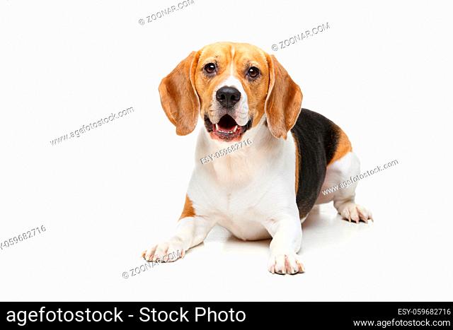 beautiful beagle girl dog isolated on white background. copy space