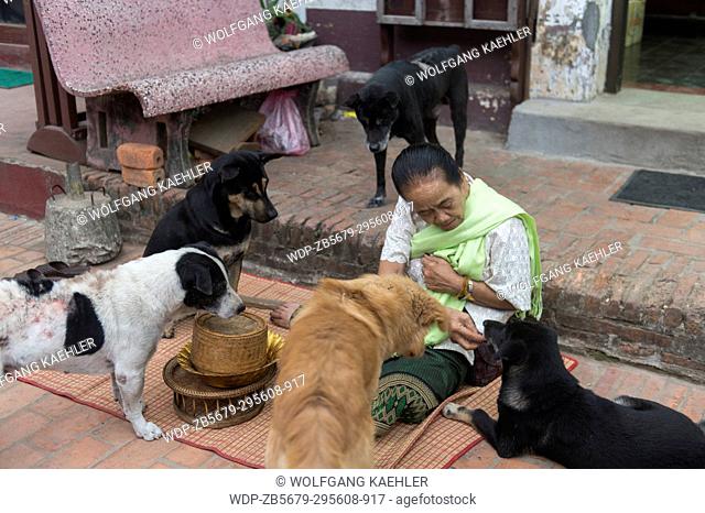 A local woman is feeding stray dogs early morning in the UNESCO world heritage town of Luang Prabang in Central Laos