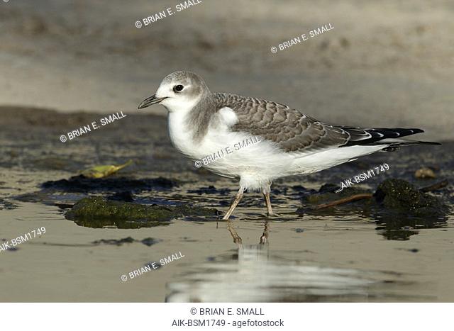 First-winter Sabine's Gull (Xema sabini) standing on the beach at Los Angeles, California, USA in October 2016