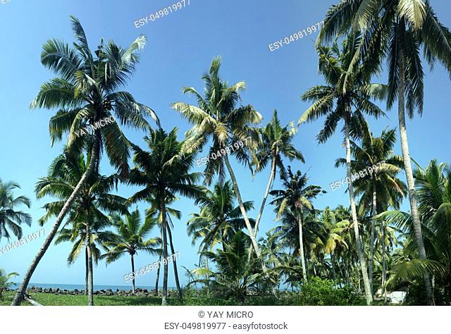 Coconut trees in winter. India. South Kerala