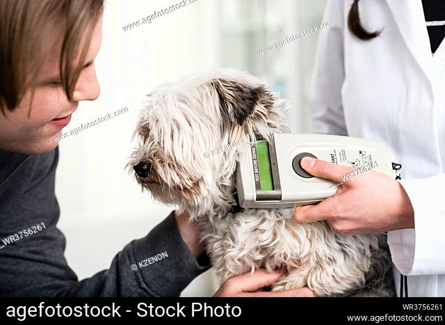 Vet specialist examining sick yorkshire terrier puppy in clinic