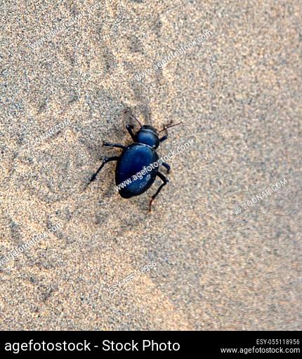 Black beetles (darkling beetles, Blaps gigas) roam sands of Great Indian Desert (Thar), leave chain of tracks; they collect water from morning raw air
