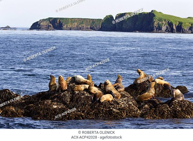 Steller sea lions Eumetopias jubatus, at haul-out, off Kodiak Island, Alaska, United States of America