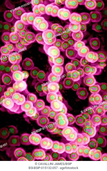 Streptococcus (Streptococcus pyogenes). Image taken from a microscope