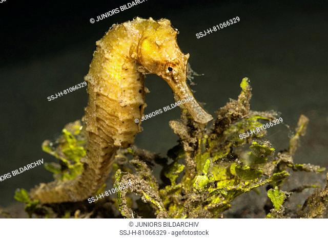 Half-spined Seahorse (Hippocampus semispinosus) under water. Molucca Sea, Lembeh Strait, North Sulawesi, Indonesia