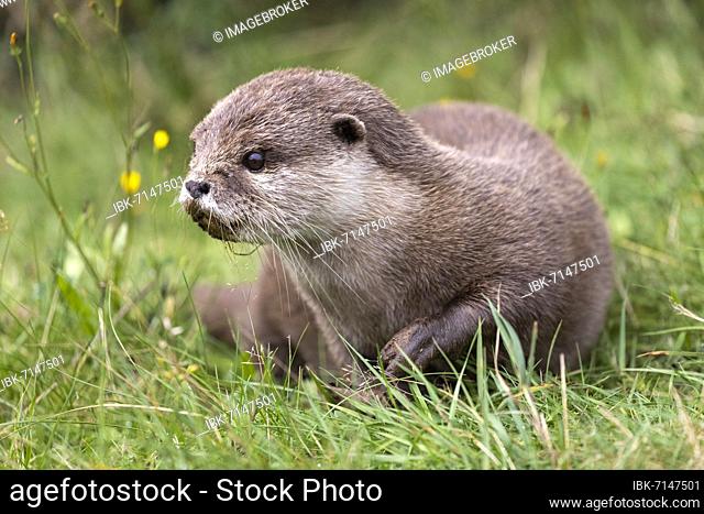 Oriental small clawed otter (Aonyx cinerea), captive, Germany, Europe