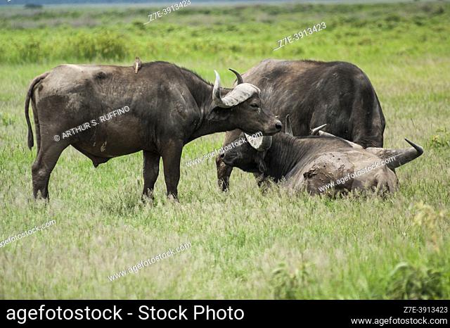 African buffalos/cape buffalos (Syncerus caffer), Tsavo National Park, Kenya, Africa