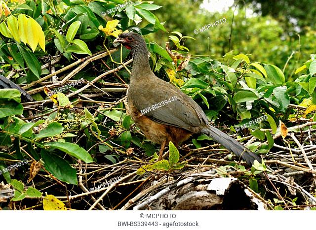 Chaco Chachalaca (Ortalis canicollis pantanalensis), sitting in branches, Brazil, Mato Grosso, Pantanal