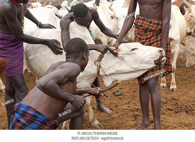Herders taking blood from cow, Nyangatom tribe, Omo river valley, Ehtiopia / Bume, Buma, Bumi