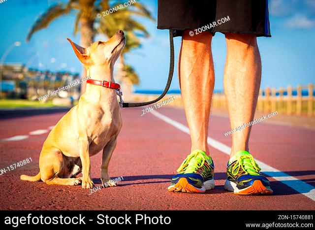 chihuahua dog close together to owner walking with leash outside at the park, dog looking up at owner