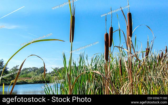 Little pond with bullrush plants during autumn