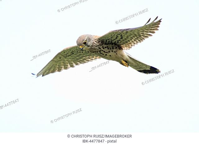 Common Kestrel (Falco tinnunculus) hovering, National Park Lake Neusiedl, Seewinkel, Burgenland, Austria