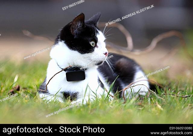 Small cat wearing gps tracker outdoors, selective focus on eyes