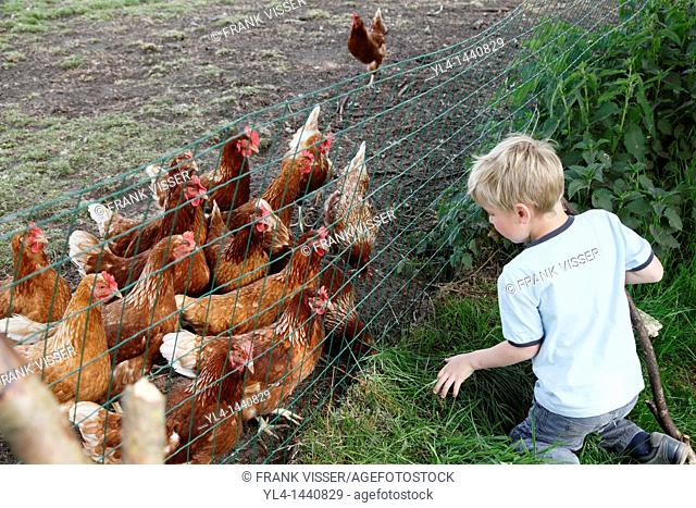 Little boy feeding chicken with grass, Netherlands