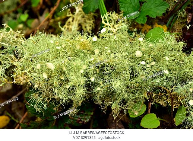 Beard lichen (Usnea florida) is a fruticulose lichen. This photo was taken in Muniellos, Biosphere Reserve, Asturias, Spain