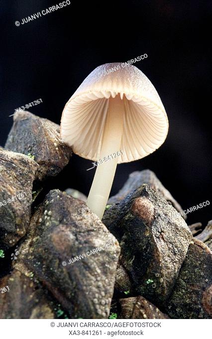 Mushroom growing on a pine cone, Pinares de rodeno, Teruel province, Aragon, Spain