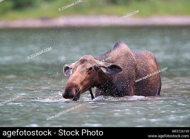 Moose Feeding in Pond in Glacier National Park in Montana