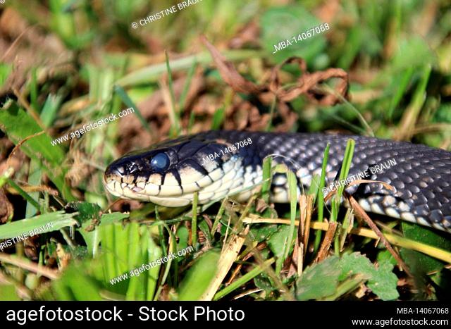 grass snake (natrix natrix)