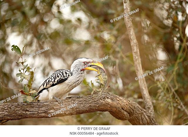 Southern Yellow-billed Hornbill (Tockus leucomelas) eating a Flap-necked Chameleon (Chamaeleo dilepis), South Africa, Mpumalanga, Kruger National Park