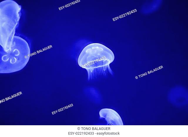 Moon jellyfish over blue water