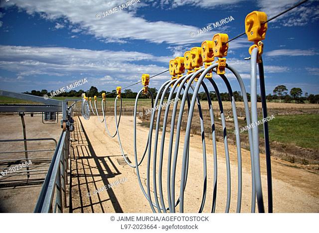 Overhead cables for milking shed gate, central Victoria state, Australia