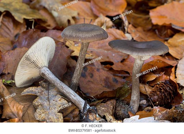 Goblet funnel cap, Goblet (Pseudoclitocybe cyathiformis, Clitocybe cyathiformis), on forest ground, Germany