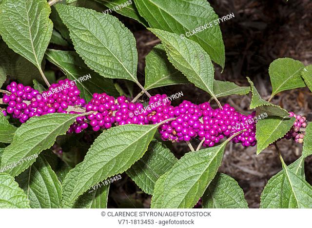 Beauty Berry Callicarpa americana at Corolla, NC USA Outer Banks