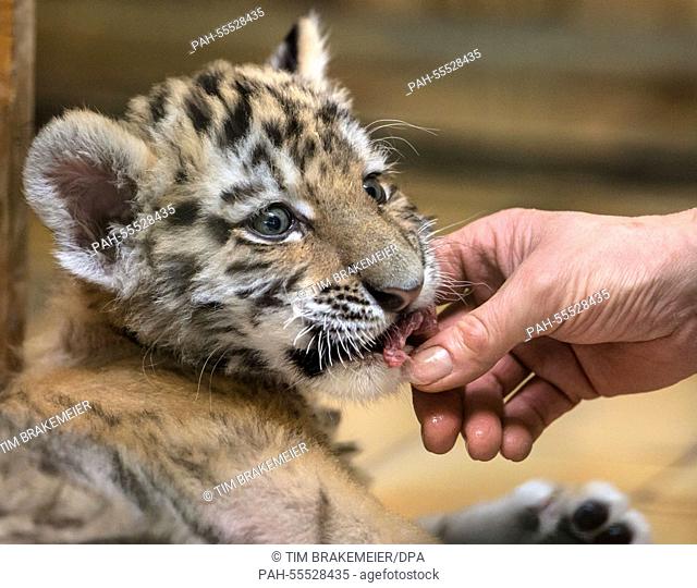 Female tiger cub Alisha is fed a piece of meat in her enclosure at the zoo in Berlin,  Germany, 02 February 2015. The cub is the last surviving animal of a...