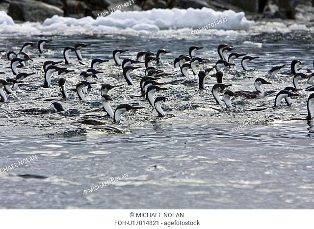Antarctic Shag Phalacrocorax atriceps bransfieldensis in foraging group near the Argentine Island Group on the west Coast of the Antarctic Peninsula