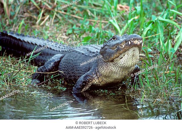 American Alligator Bull (Alligator mississipiensis) Mating call FL Everglades, Florida