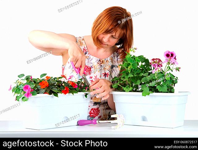 Attractive middle-aged woman with concentration mows shears Pelargonium and Impatiens