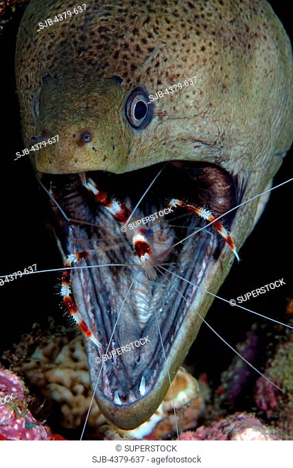 A giant moray eel Gymnothorax javanicus, being cleaned by a banded boxer shrimp or barber-pole shrimp Stenopus hispidus, in the Maldives