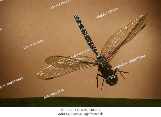 Dragonfly - Darner (Aeshna sitchensis) Juneau, Alaska