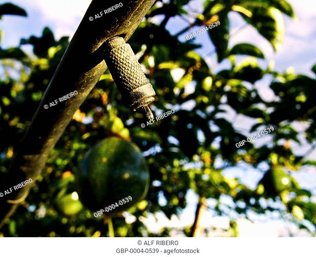 Irrigated orchard, passion fruit, Valley São Francisco River, Petrolina, Pernambuco, Brazil